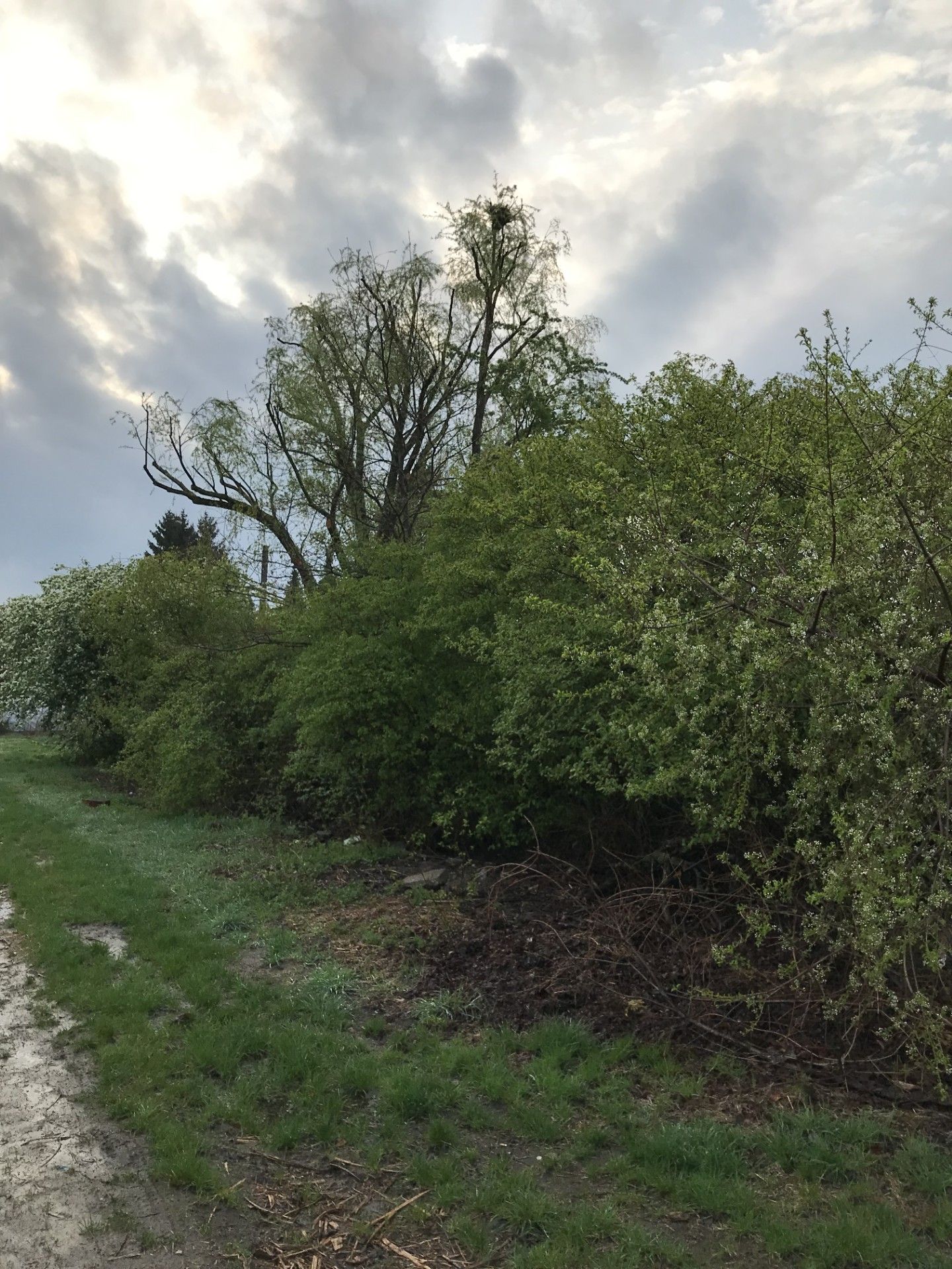 ursprünglicher Zustand der Hecke