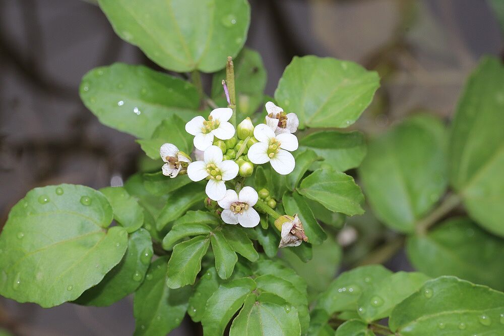 Echte Brunnenkresse (Nasturtium officinale)