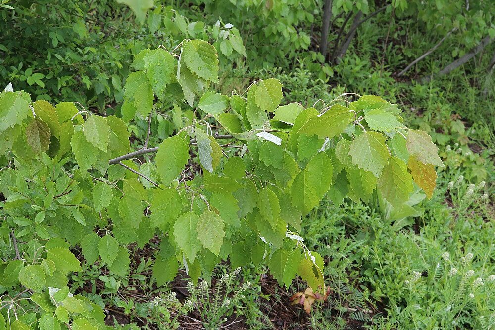 Grau-Pappel (Populus x canescens)