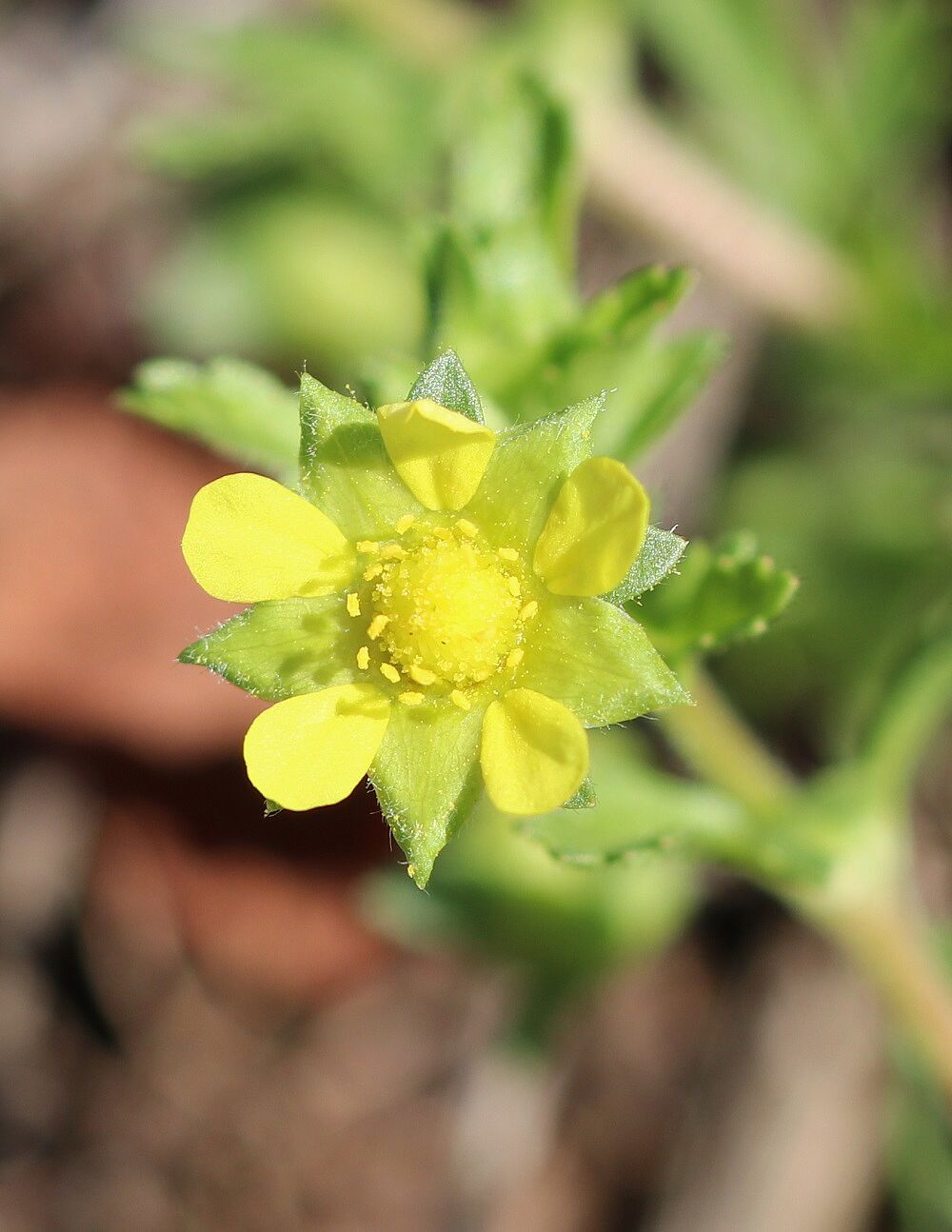 Niedriges Fingerkraut (Potentilla supina)