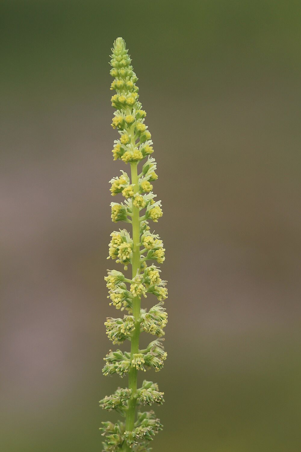 Färber-Wau (Reseda luteola)