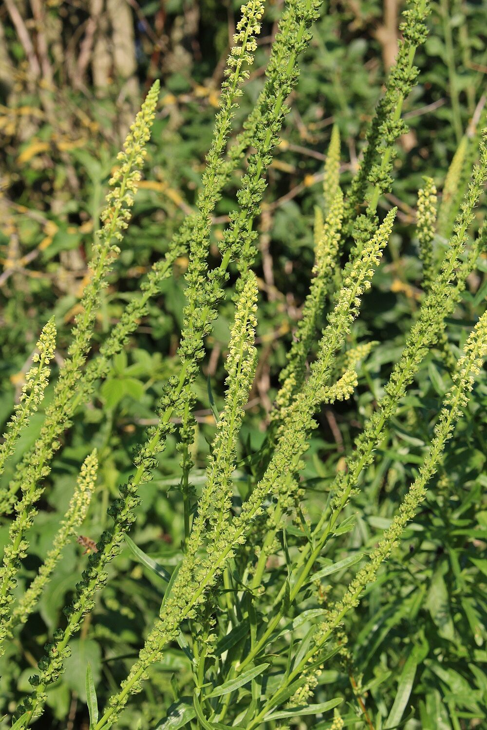 Färber-Wau (Reseda luteola)