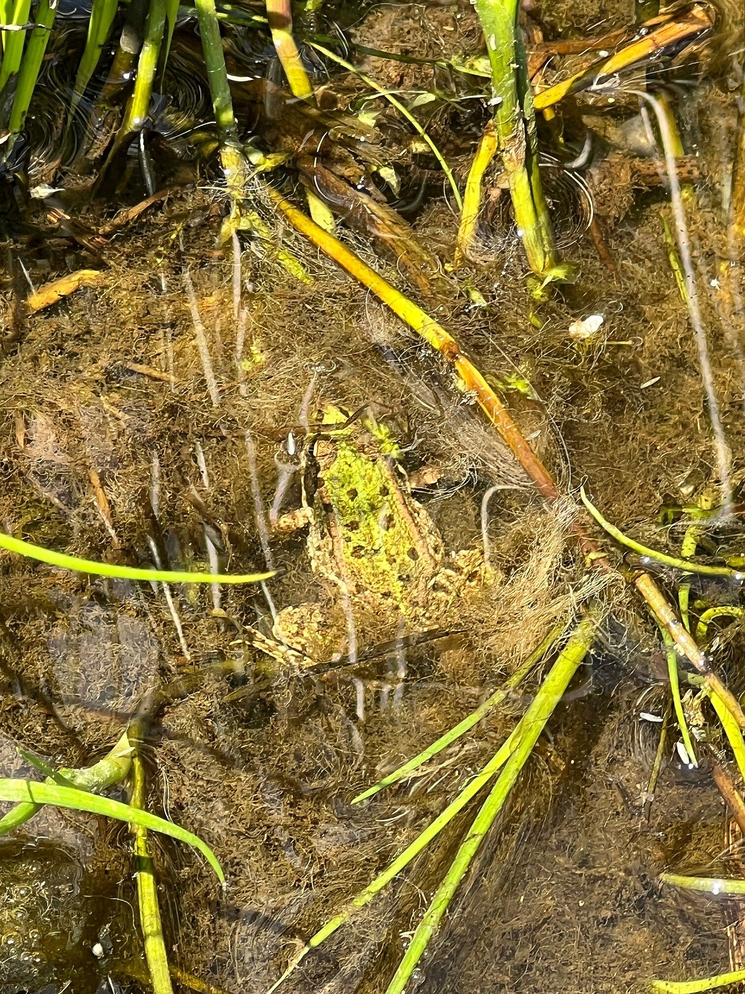 Grünfrosch