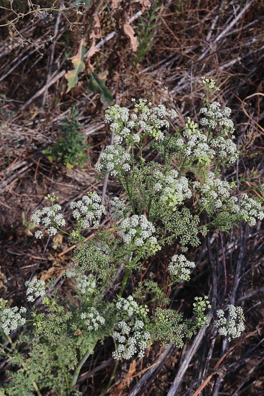 Gefleckter Schierling (Conium maculatum)