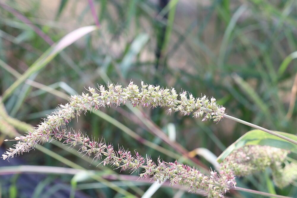 Kletten-Borstenhirse (Setaria verticillata)