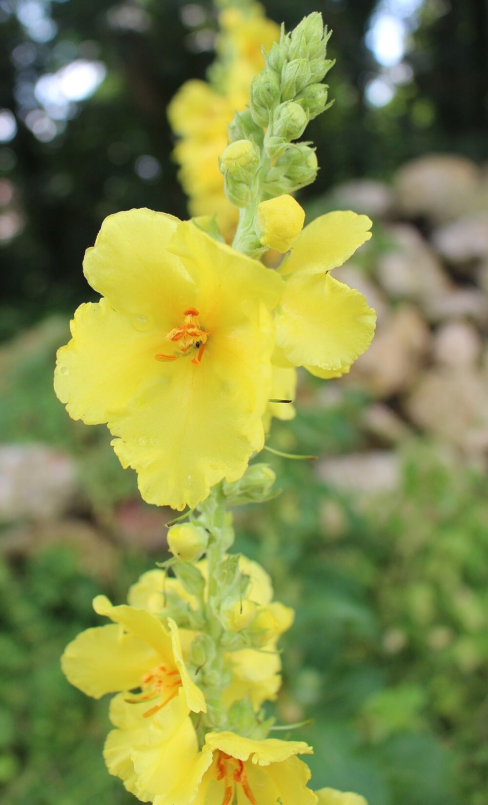 Windblumen-Königskerze (Verbascum phlomoides)