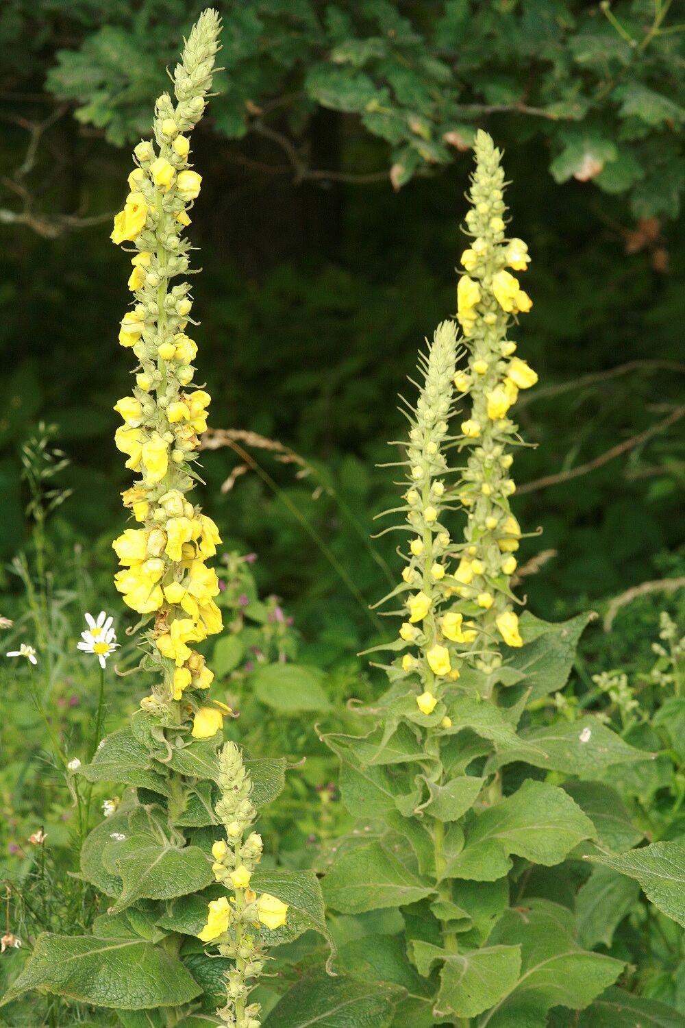Windblumen-Königskerze (Verbascum phlomoides)