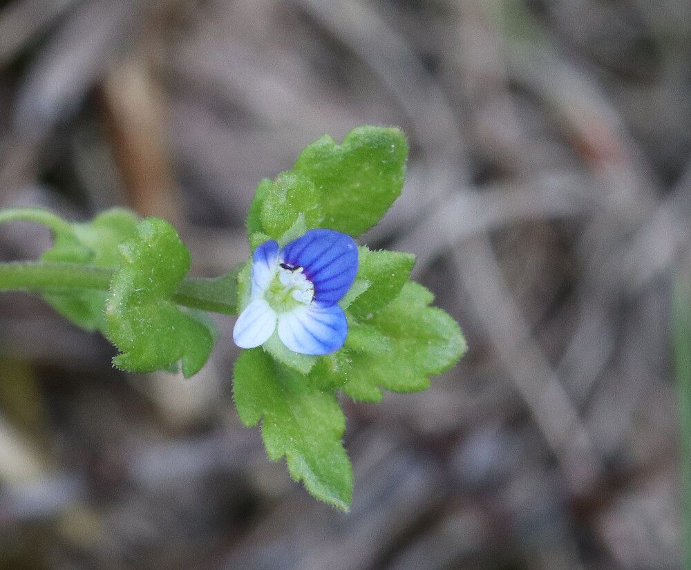 Glänzender Ehrenpreis (Veronica polita)