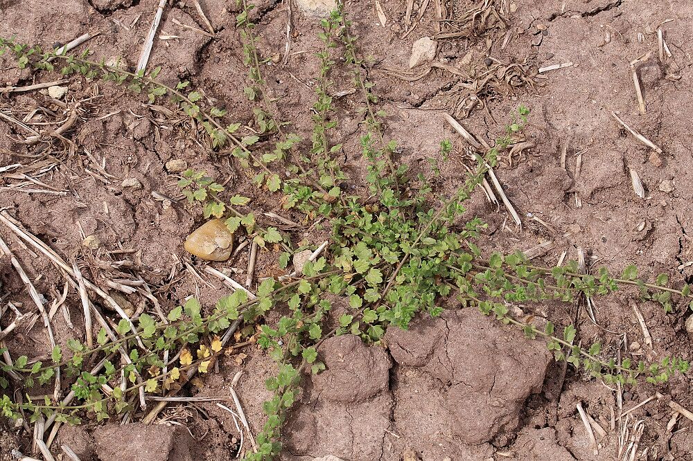 Glänzender Ehrenpreis (Veronica polita)