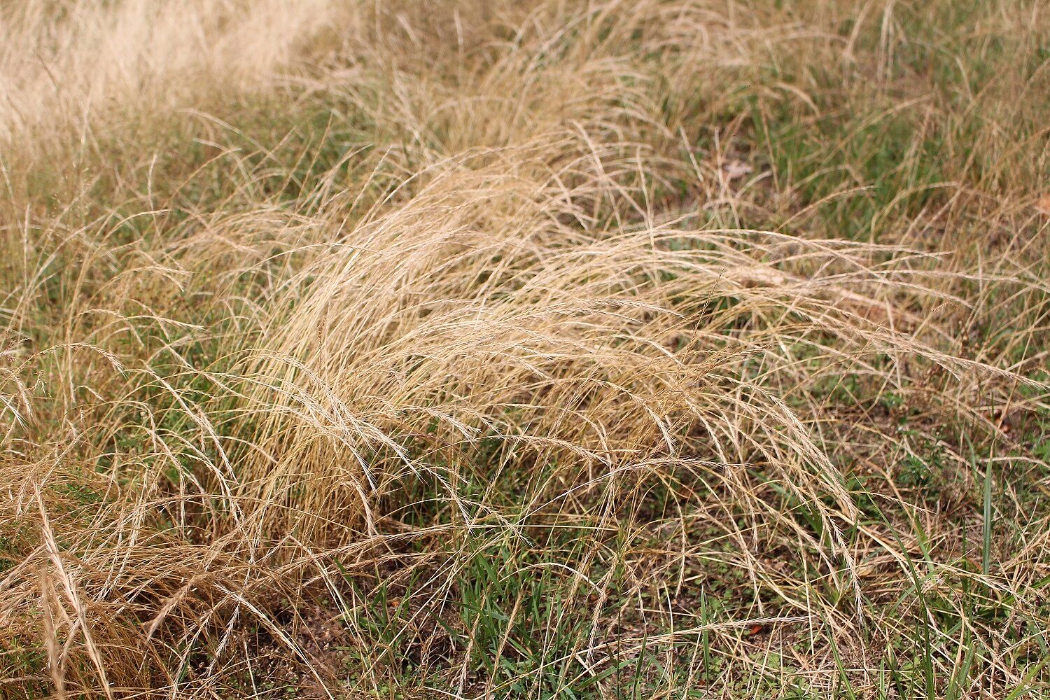 Mäuseschwanz-Federschwingel (Vulpia myuros)