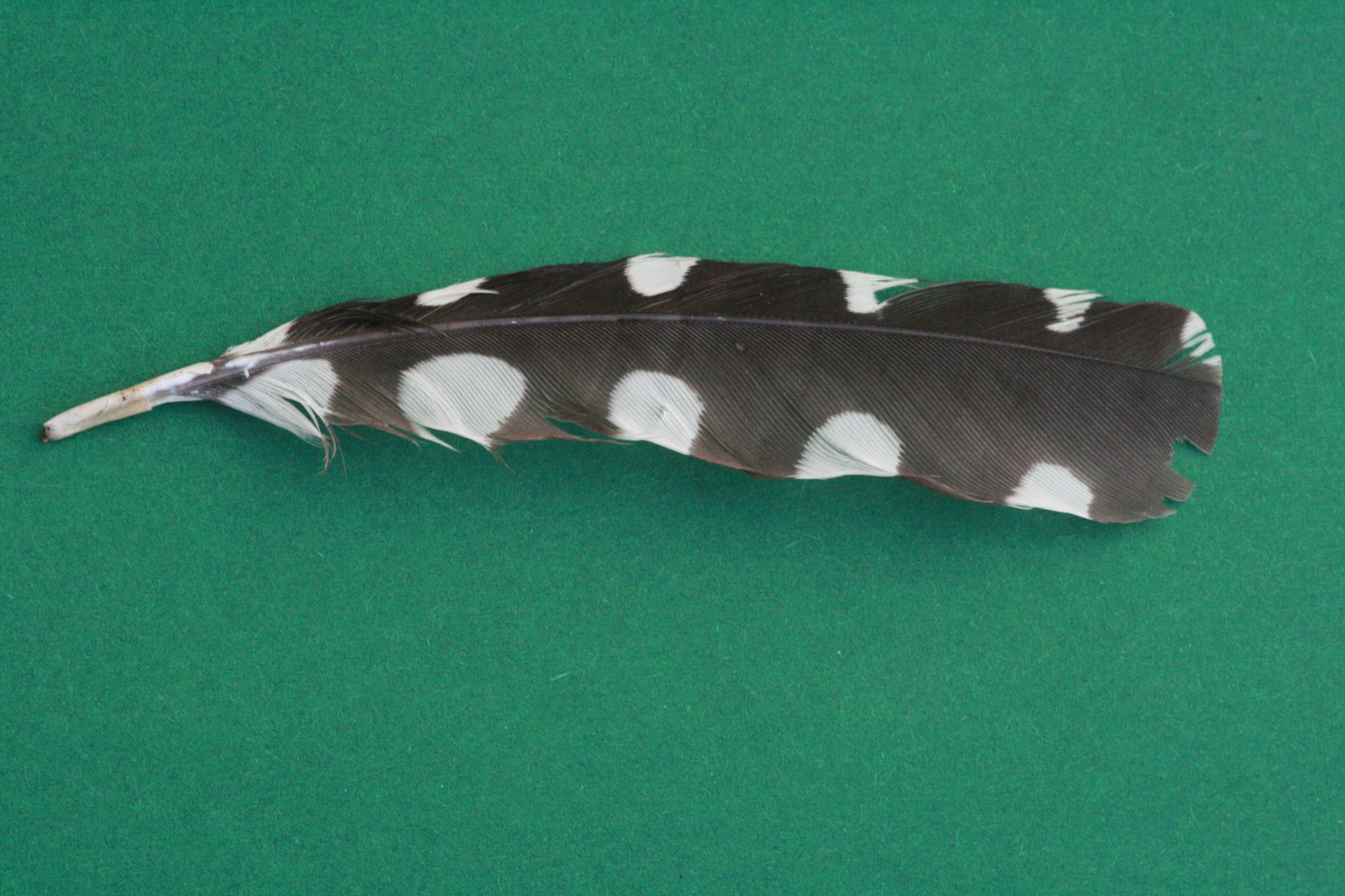 Buntspecht – Armschwinge