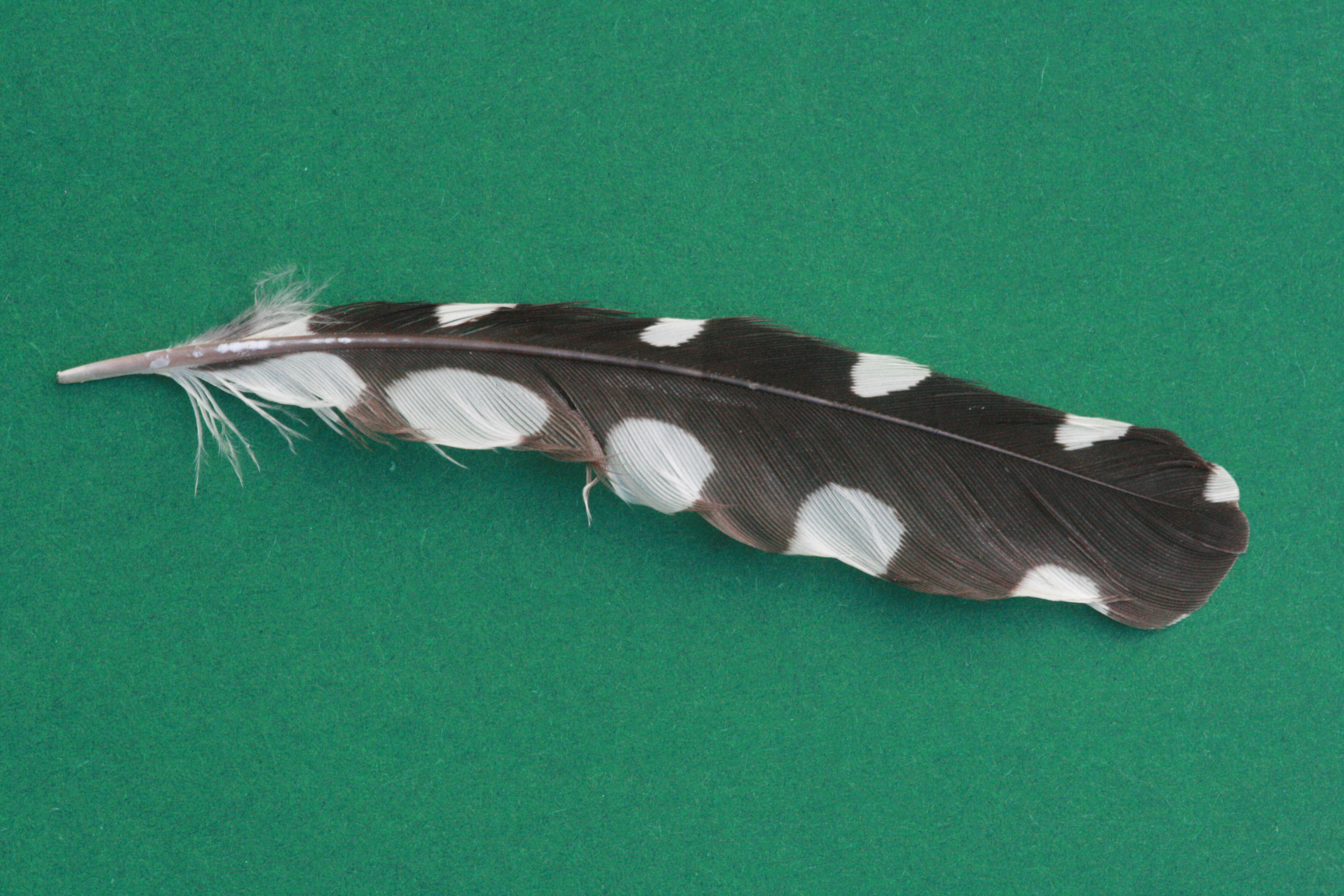 Buntspecht – Armschwinge