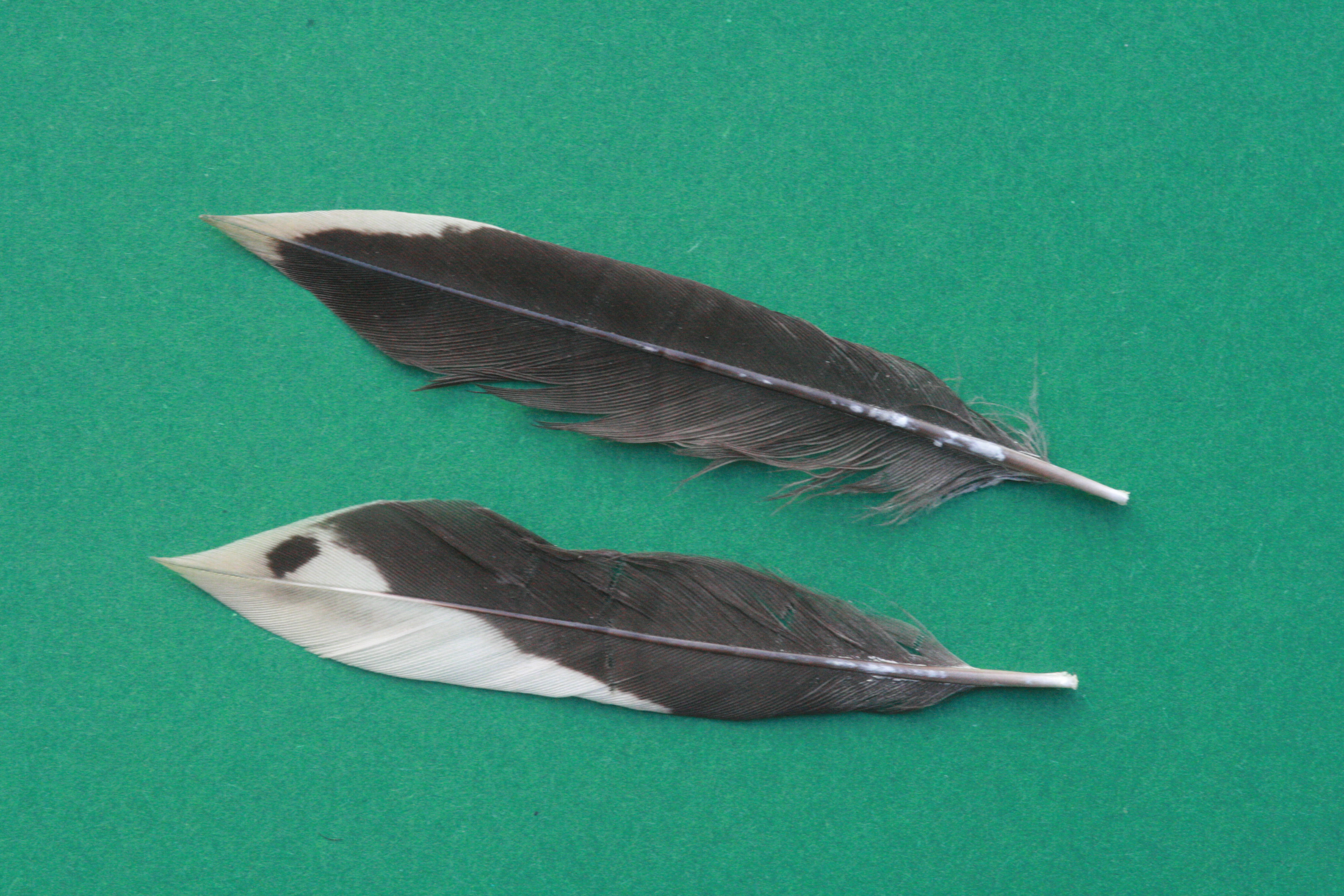 Buntspecht – Schwanzfedern