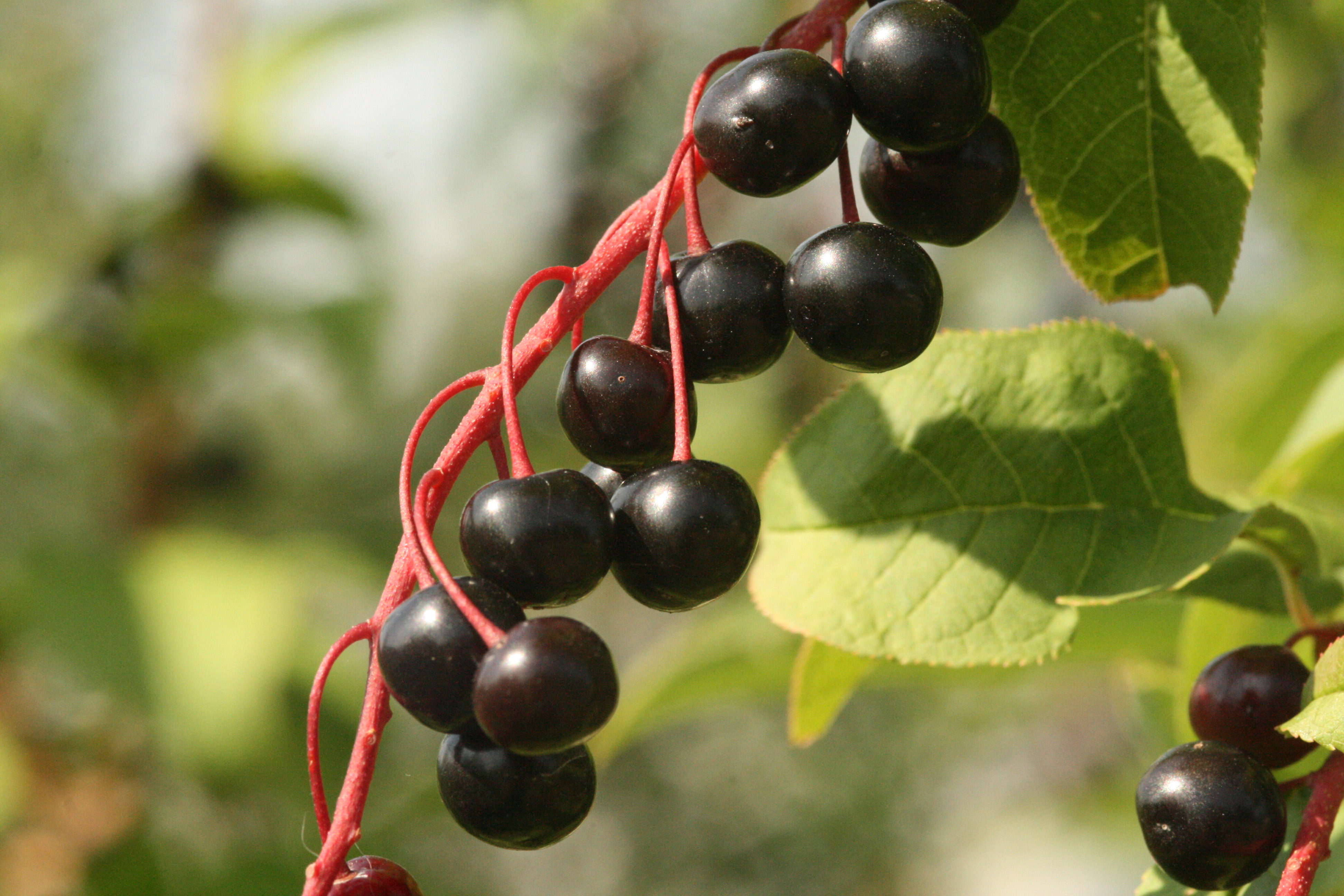 Spätblühende Traubenkirsche (Prunus serotina) – Früchte