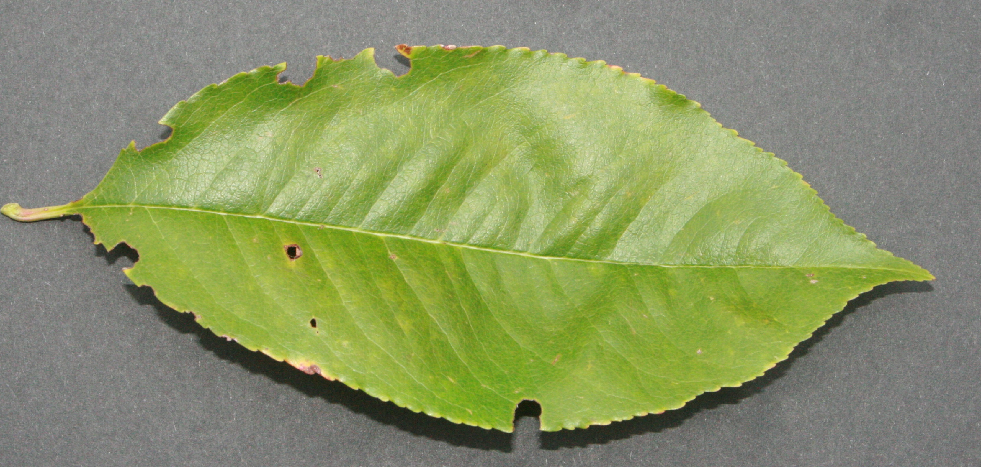 Traubenkirsche – Blatt