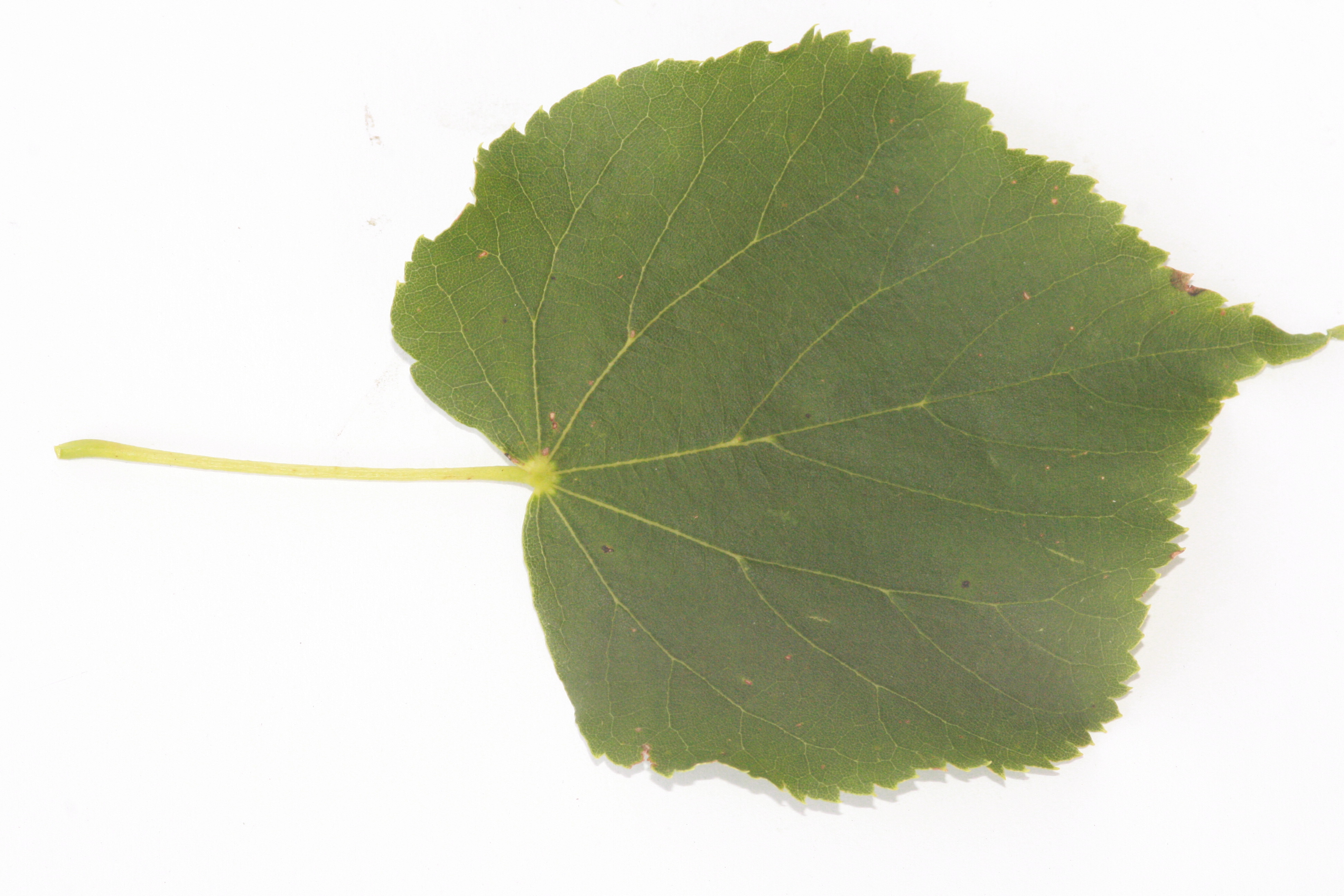 Winterlinde (Tilia cordata) – Blatt