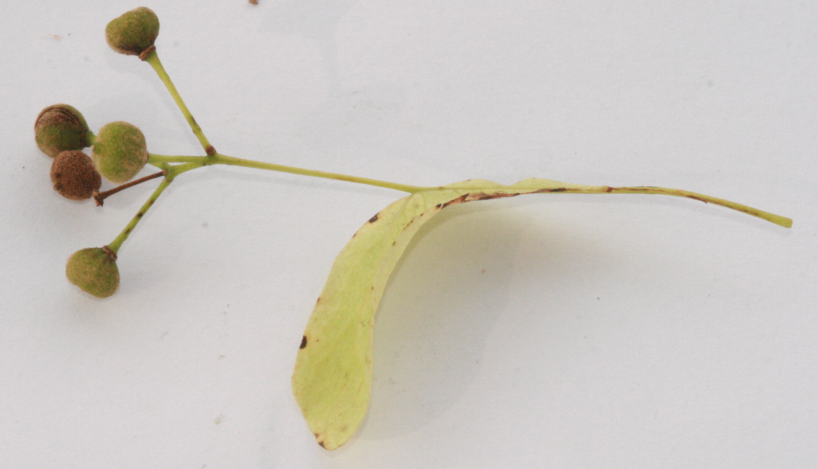 Winterlinde (Tilia cordata) – Frucht