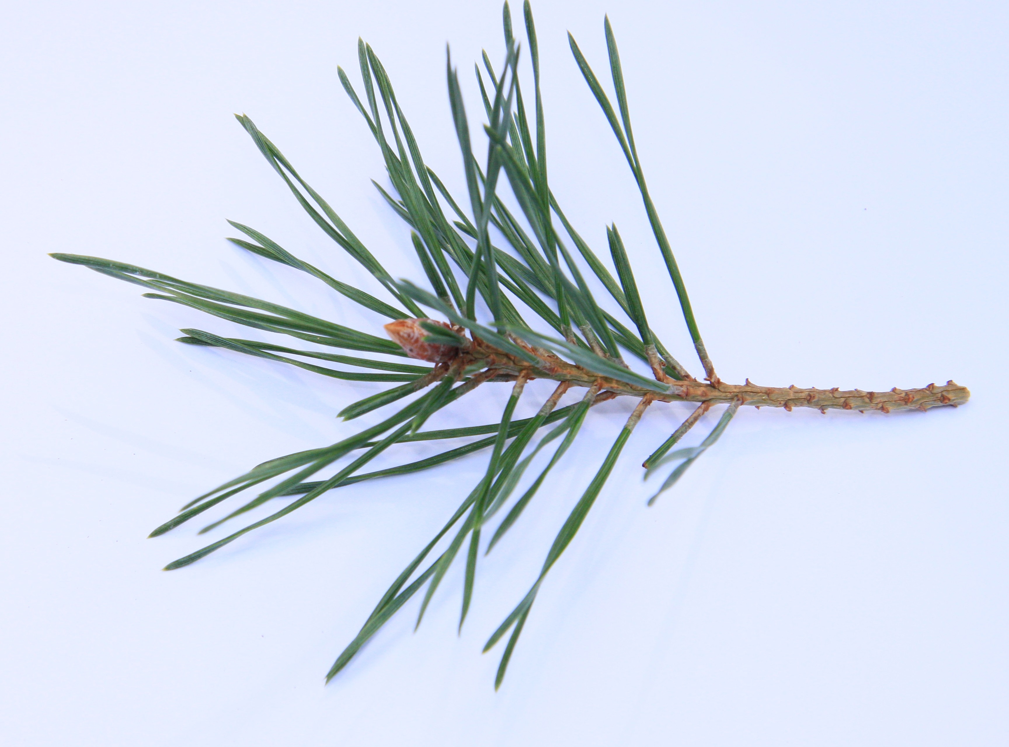 Kiefer – Naden Kiefer – Naden