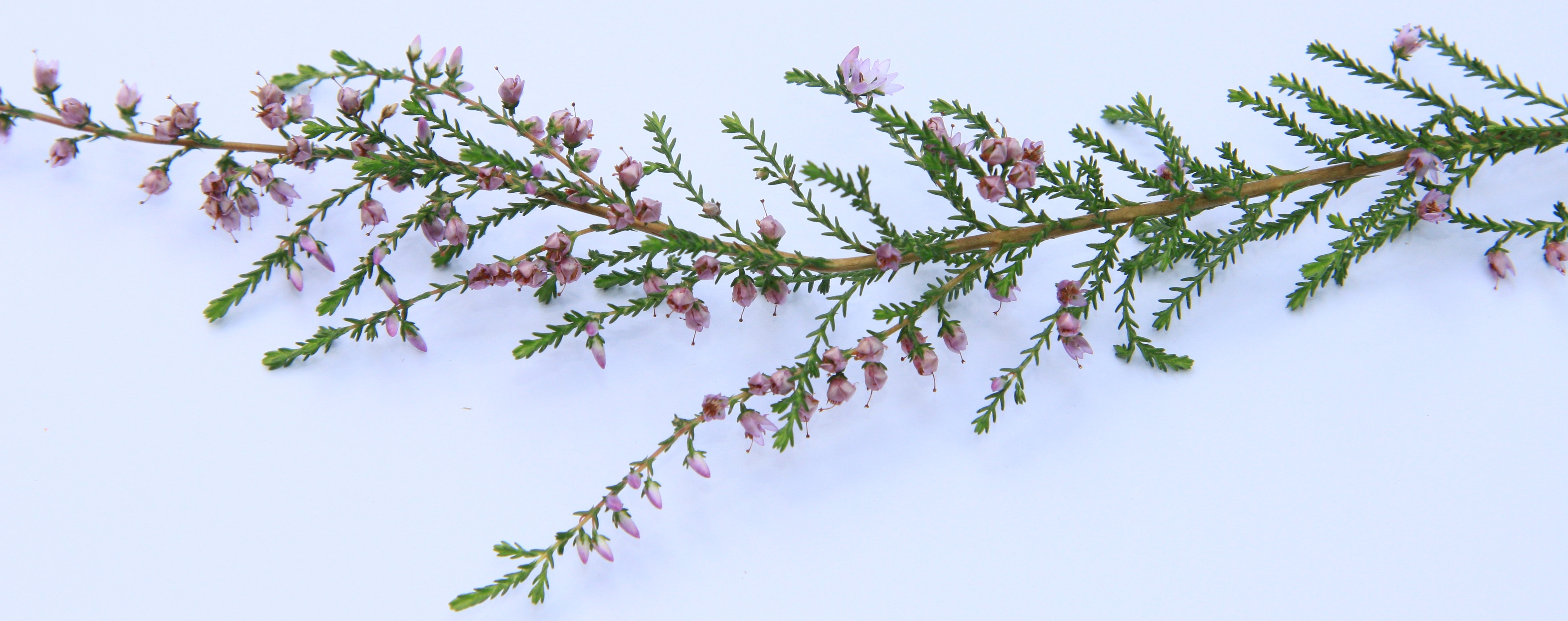 Besenheide Besenheide