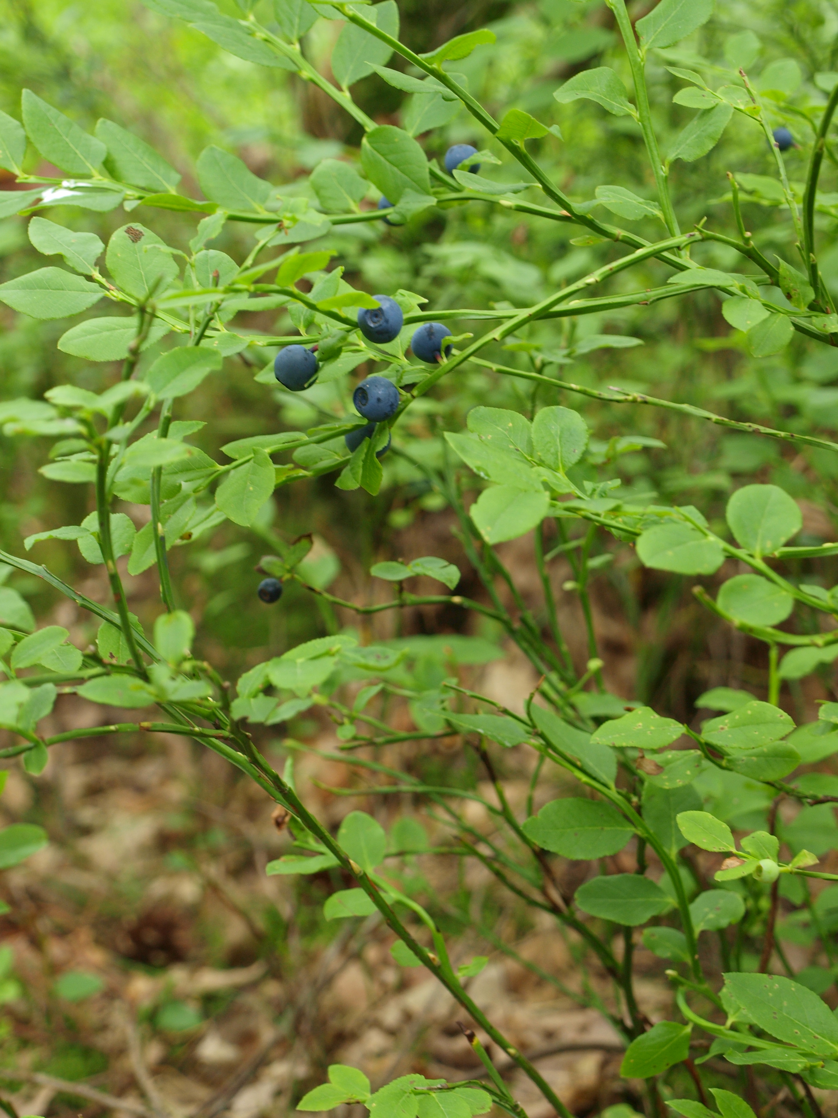 Heidelbeere (Vaccinium myrtillus)