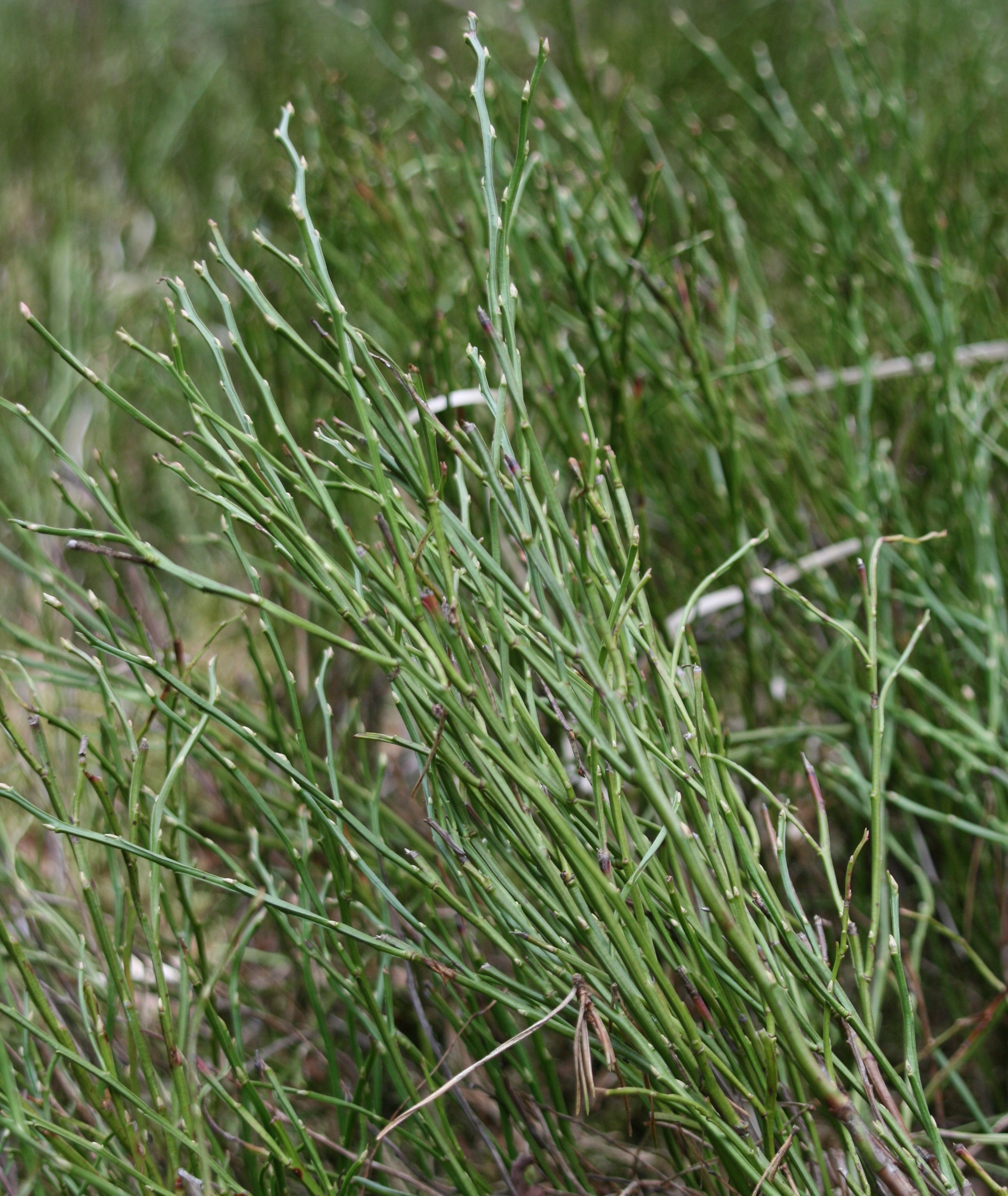 Heidelbeere – Zweige