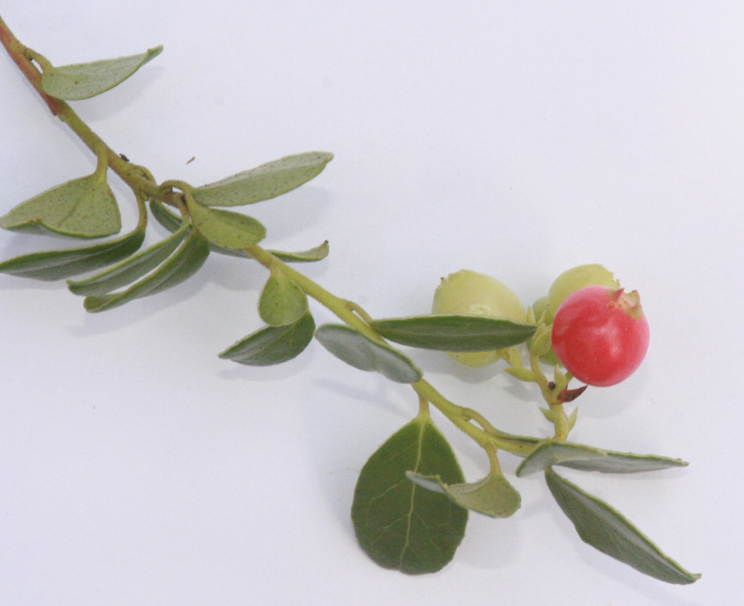 Preiselbeere – Früchte