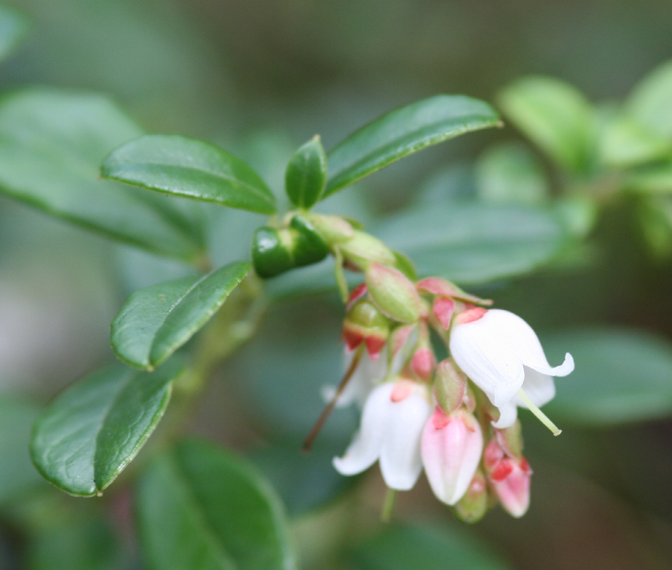 Preiselbeere – Blüte