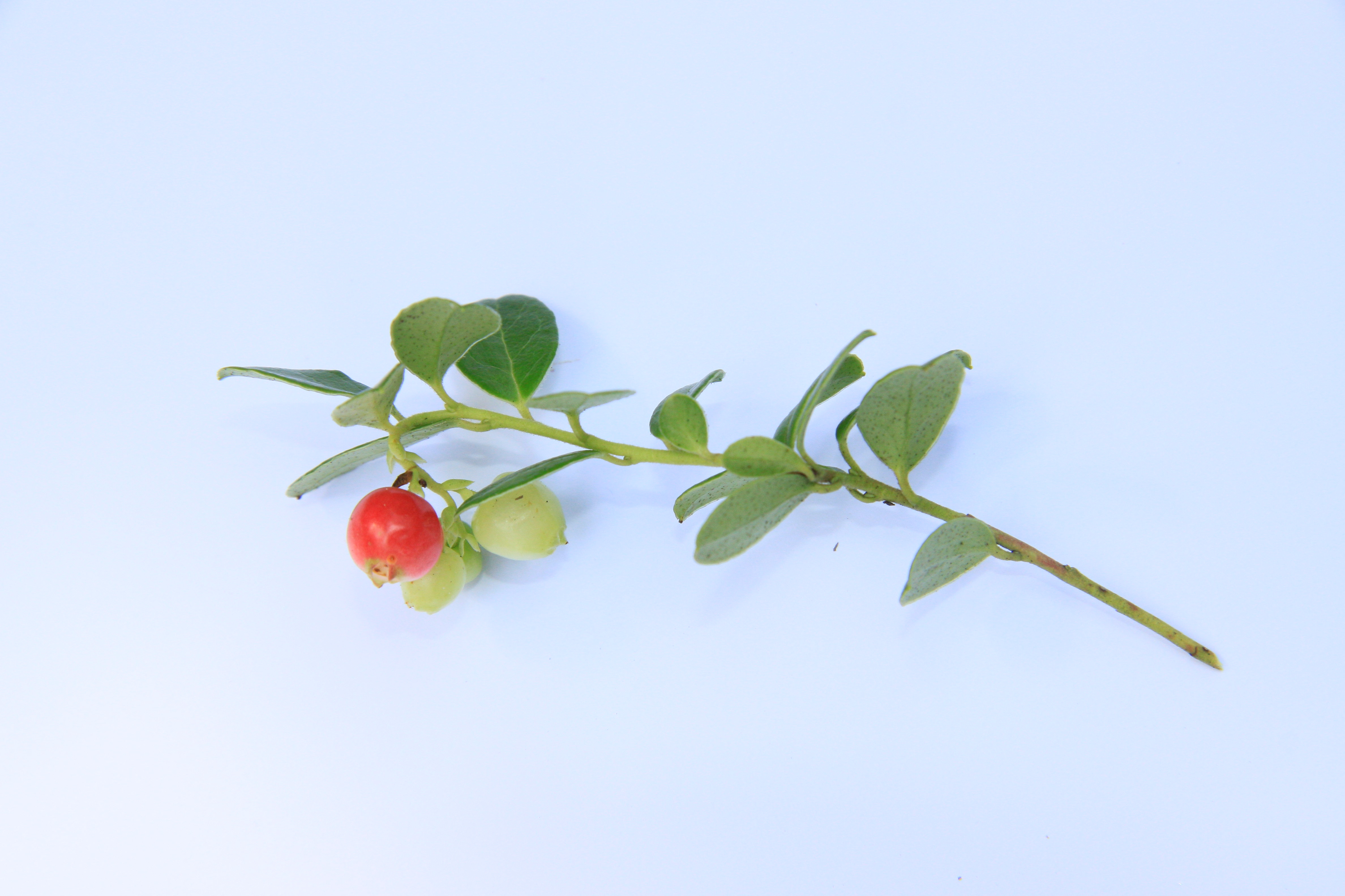 Preiselbeere – Früchte