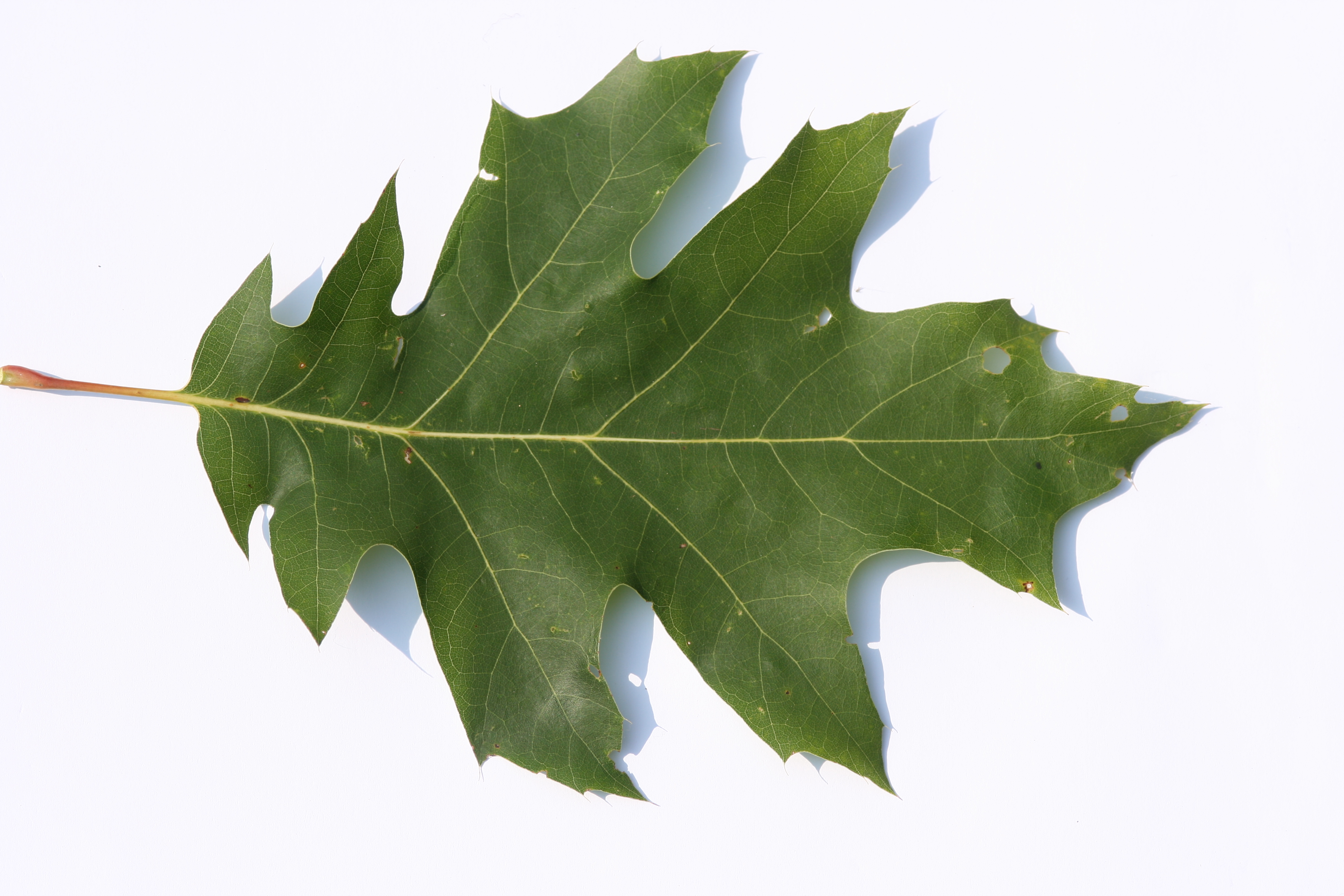 Roteiche (Quercus rubra)