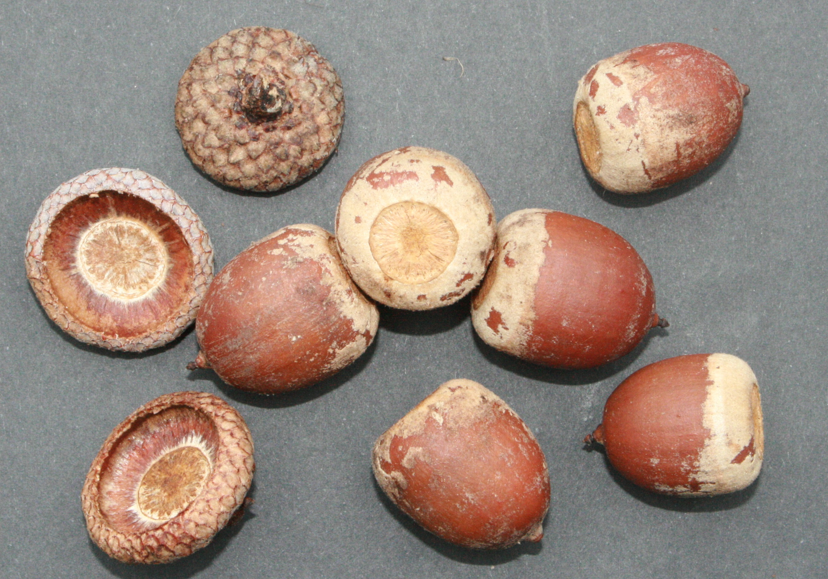 Roteiche – reife Früchte