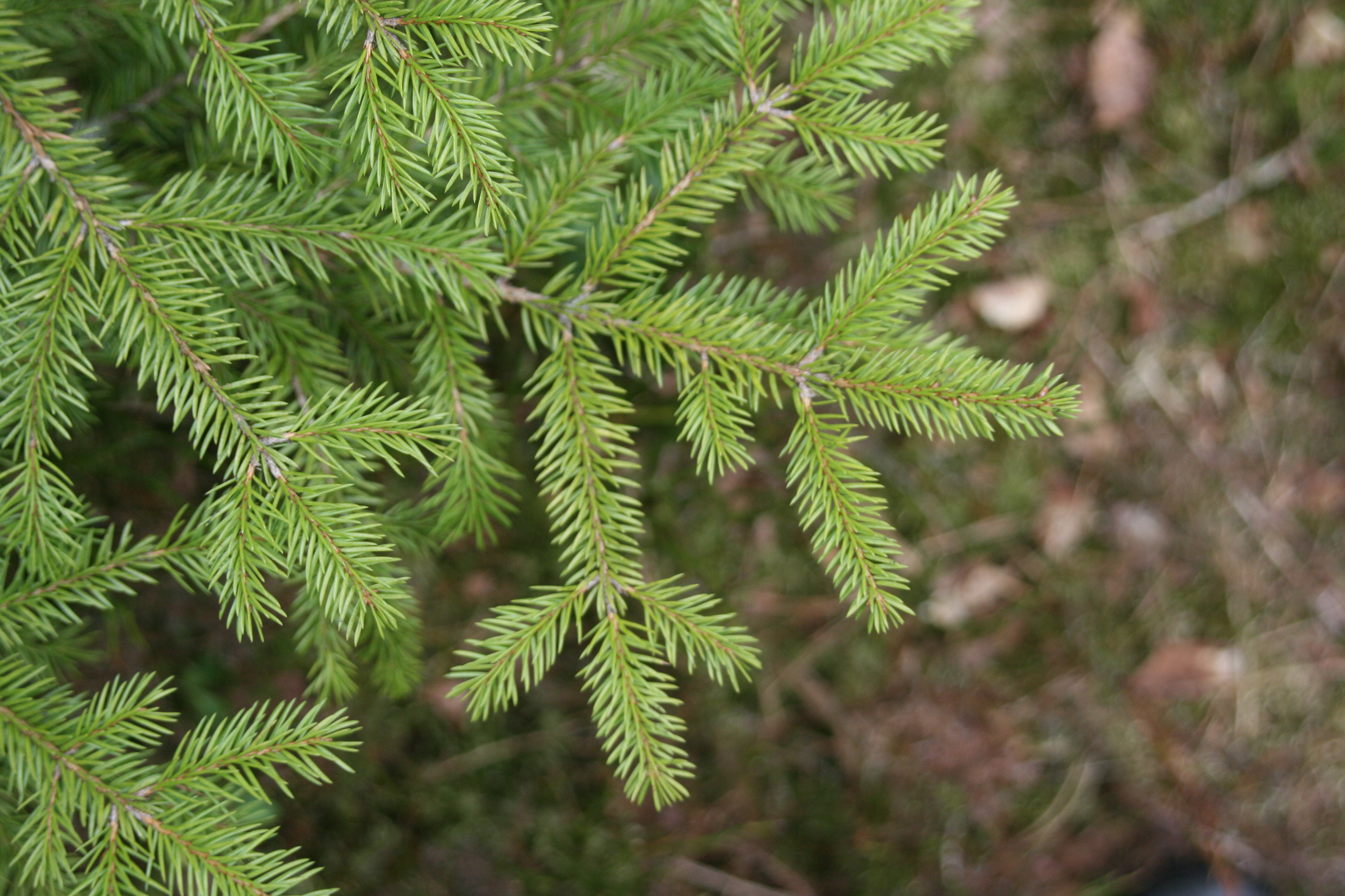 Gemeine Fichte (Picea abies)