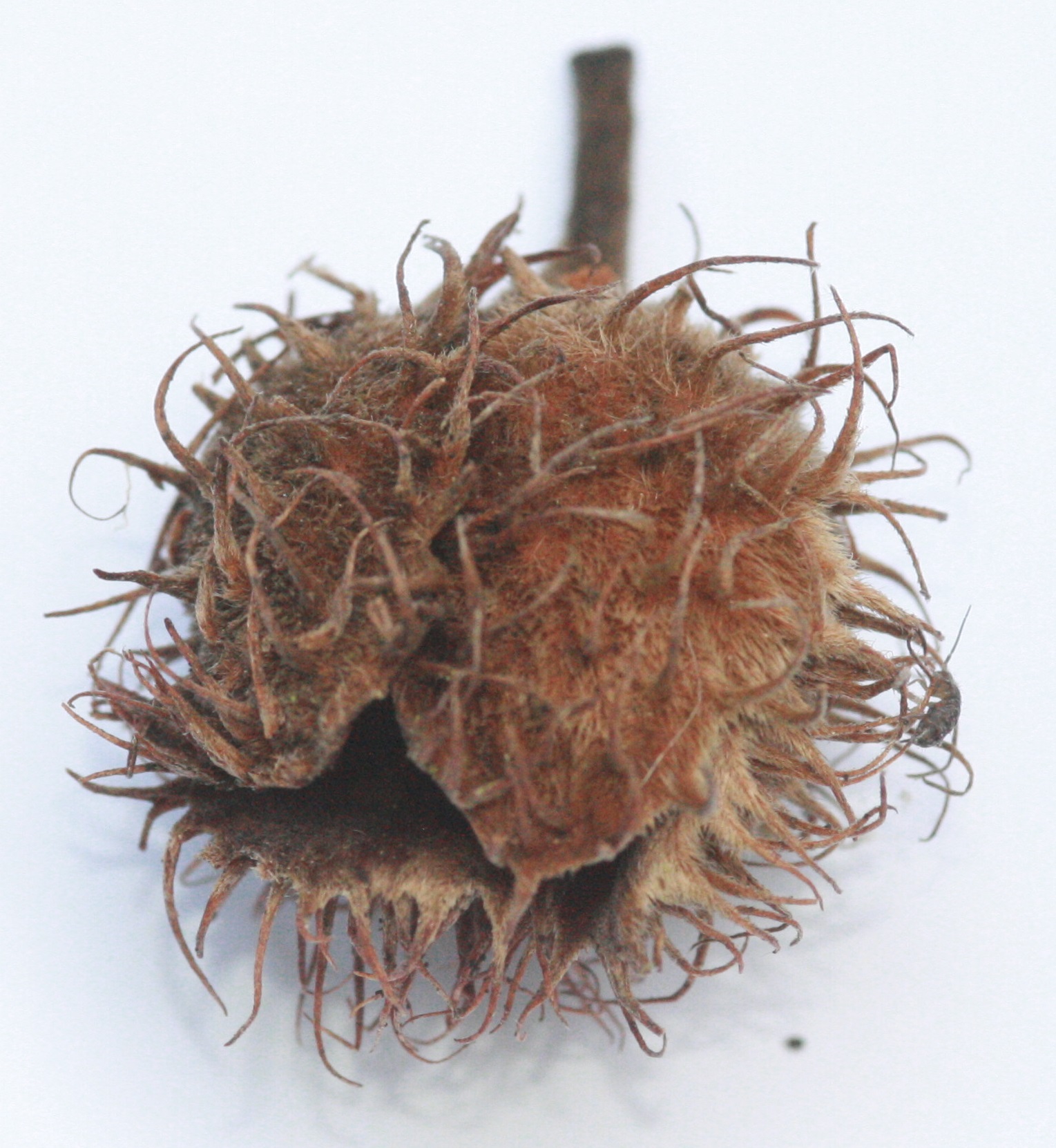 Rotbuche (Fagus sylvatica) – Frucht