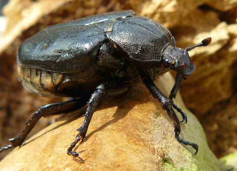 Eremit (Osmoderma eremita)