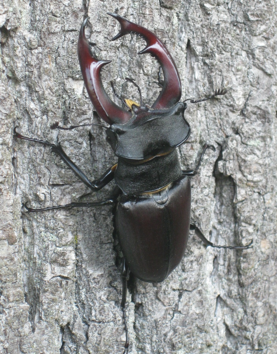 Hirschkäfer (Lucanus cervus)