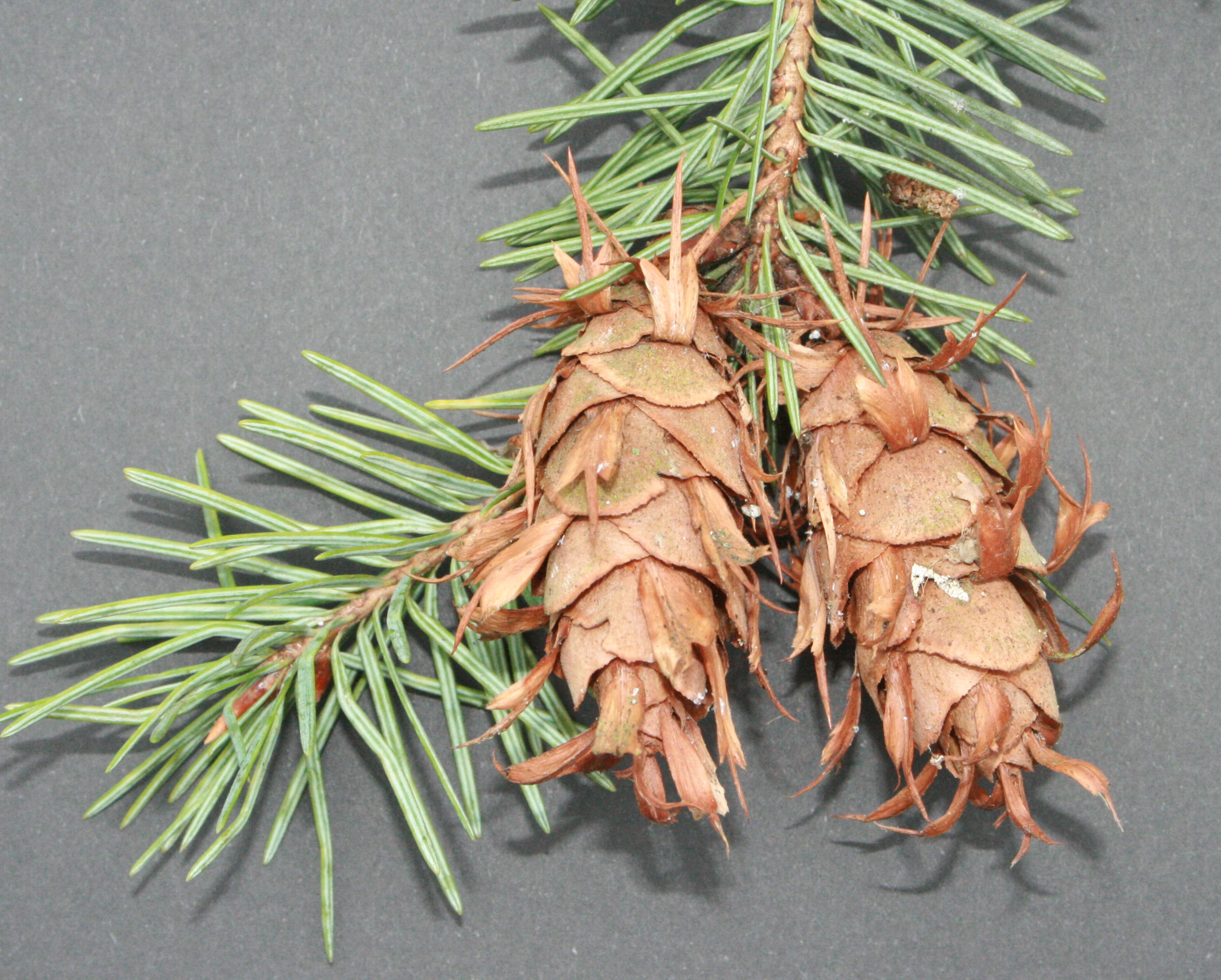 Douglasie (Pseudotsuga menziesii) – Zapfen