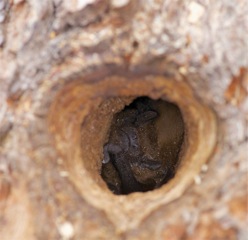 Abendsegler in Baumhöhle