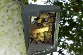 Fledermäuse im Fledermauskasten