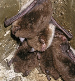 Fledermäuse im Nistkasten