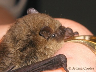 Fledermaus