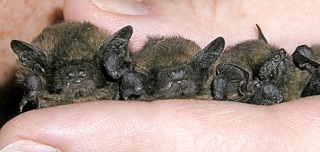 Fledermäuse (Pipistrellus)