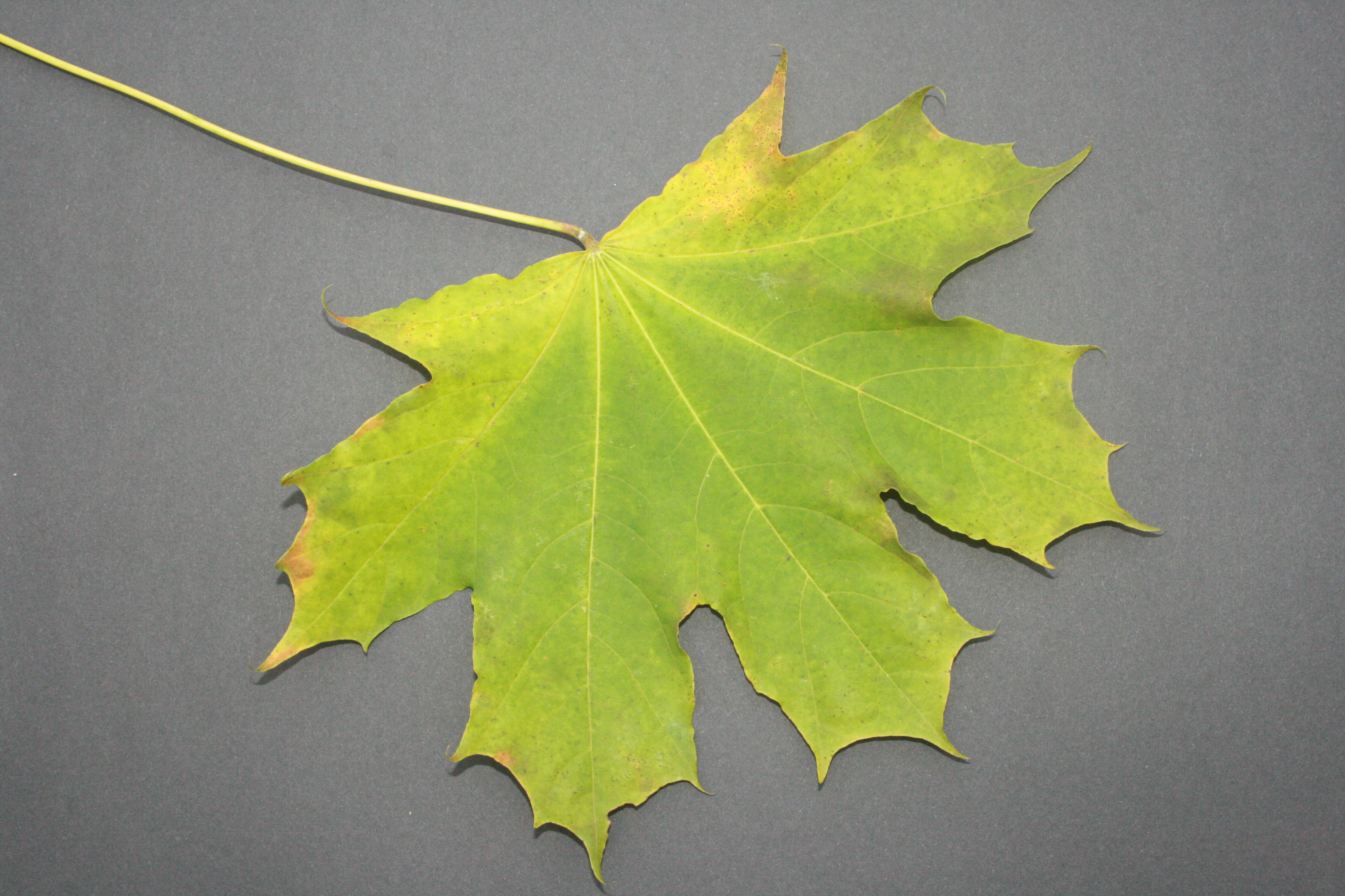 Spitzahorn (Acer platanoides)