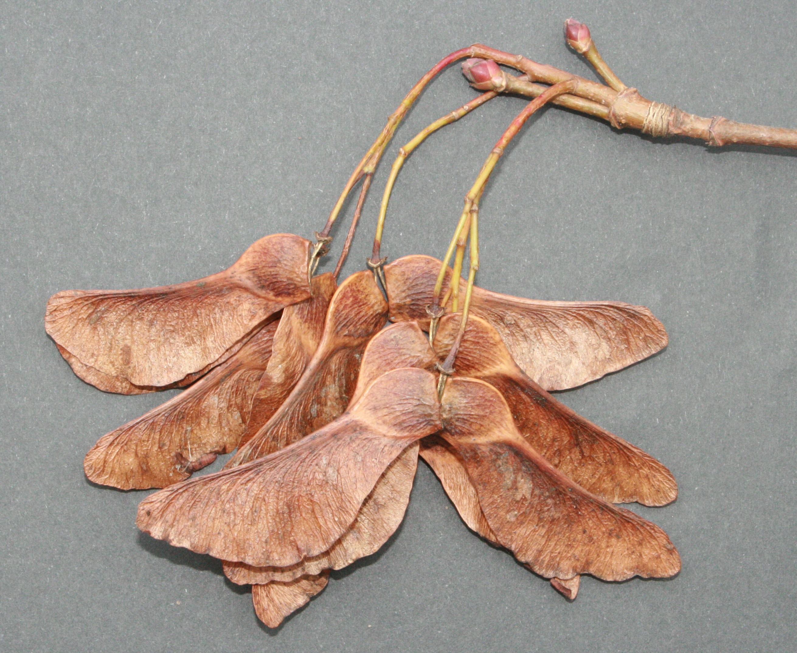 Spitzahorn – Früchte