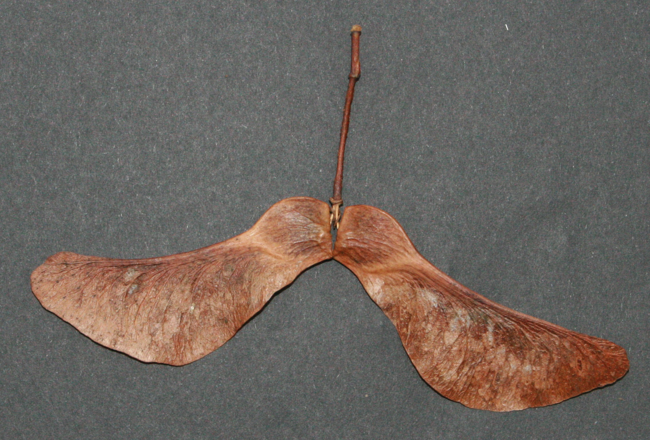 Spitzahorn – Früchte