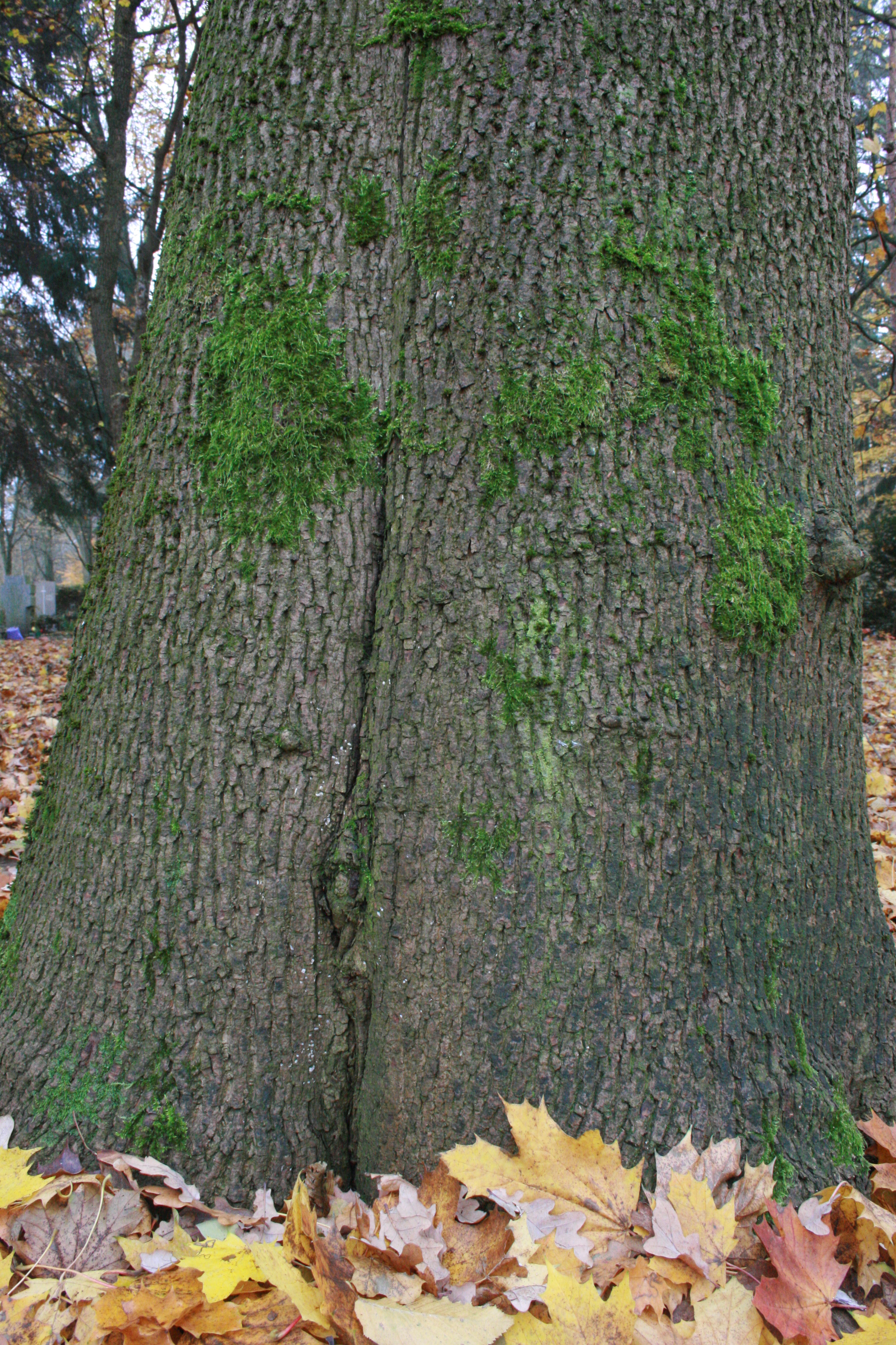 Spitzahorn – Rinde