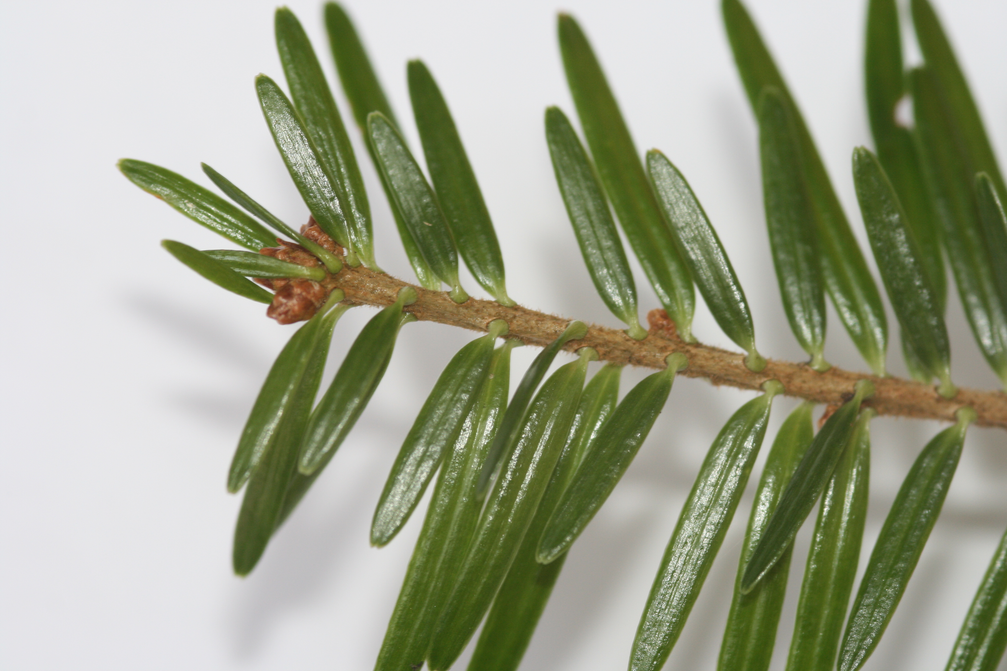 Weißtanne (Abies alba)