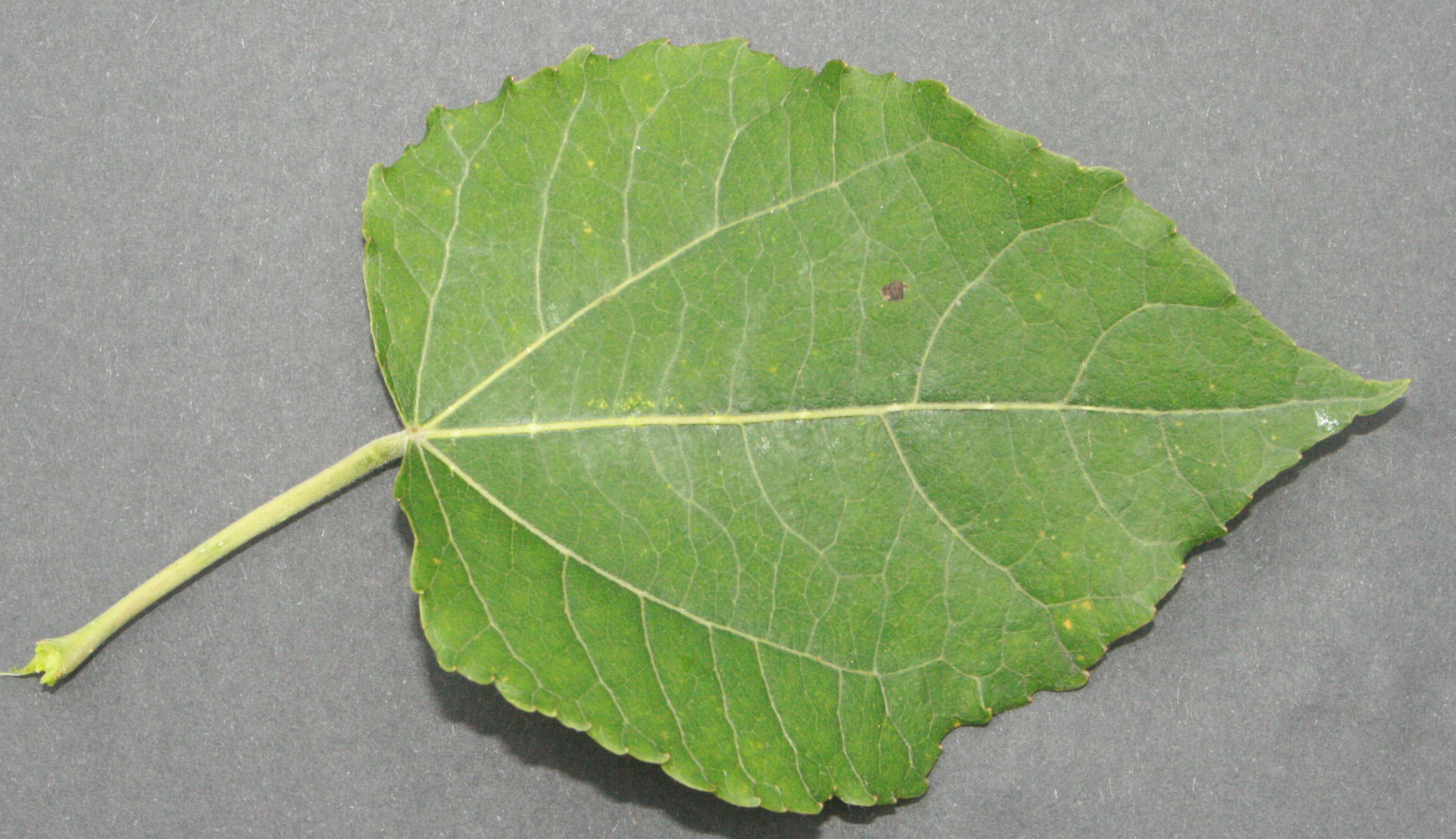 Espe – Blattoberseite