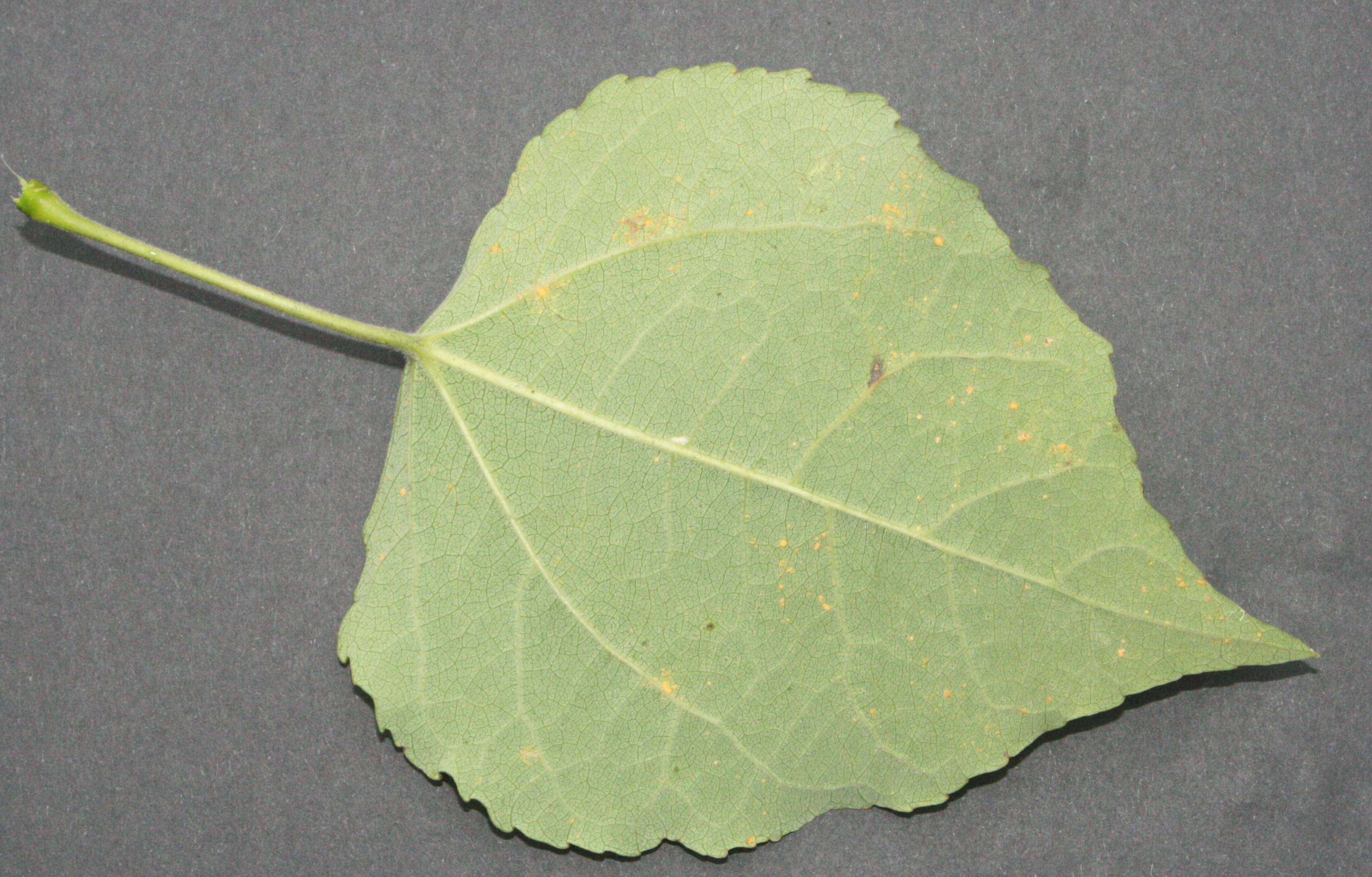 Espe – Blattunterseite