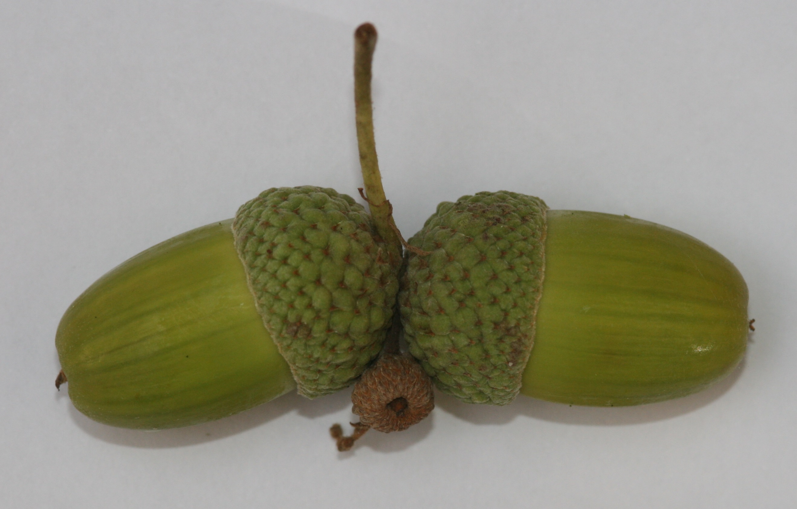 Stieleiche – grüne Früchte