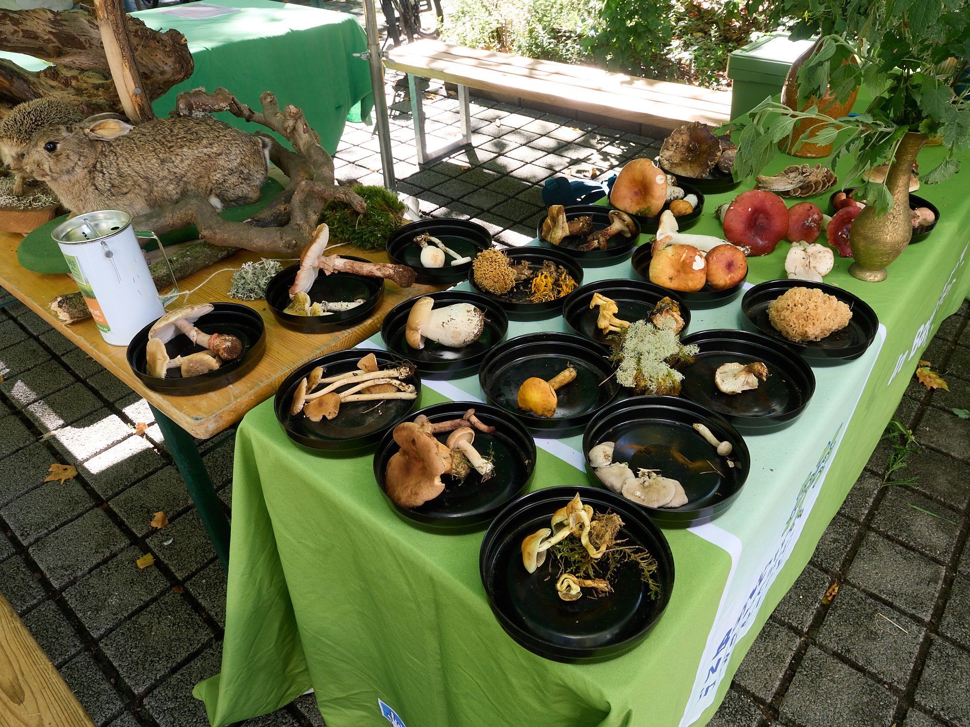 Infostand mit Pilzen