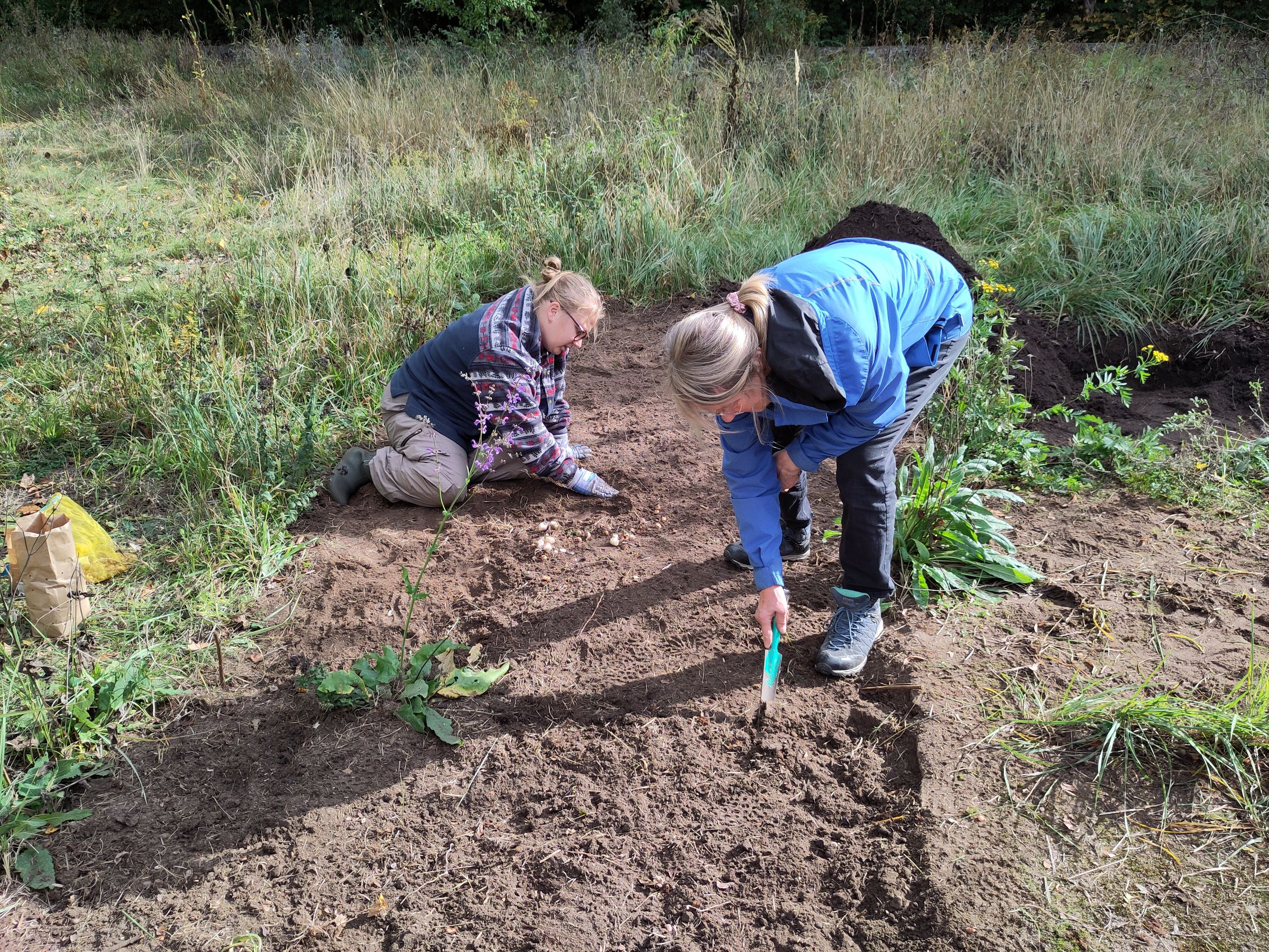 Blumenzwiebeln pflanzen